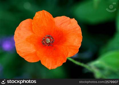 Close-up of an orange-flowered poppies