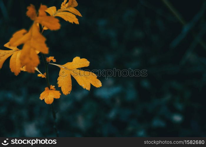 Close-up of an orange leaf of crataegus monogyna on a background and dark environment