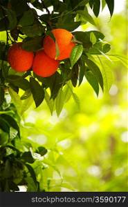 Close-up of an orange tree