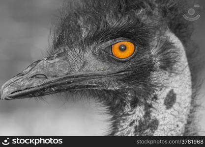 Close up of an ostrich eye, colorkey