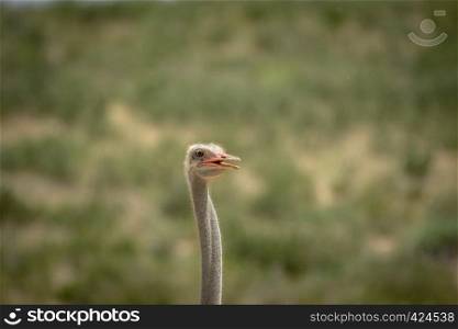 Close up of an Ostrich in the Kalagadi Transfrontier Park, South Africa.
