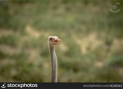 Close up of an Ostrich in the Kalagadi Transfrontier Park, South Africa.