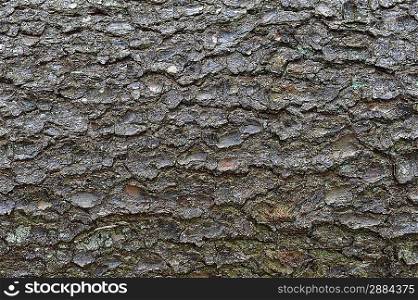close-up of an pine tree&acute;s bark