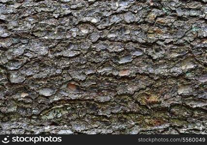 close-up of an pine tree&rsquo;s bark