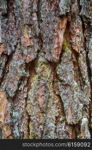 close-up of an pine tree&rsquo;s bark