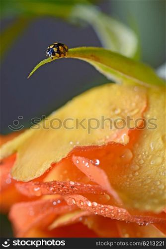 close up of an yellow ladybug with water drops