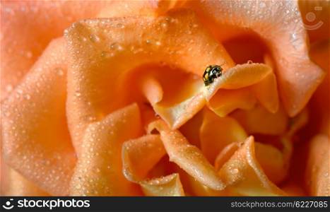 close up of an yellow ladybug with water drops