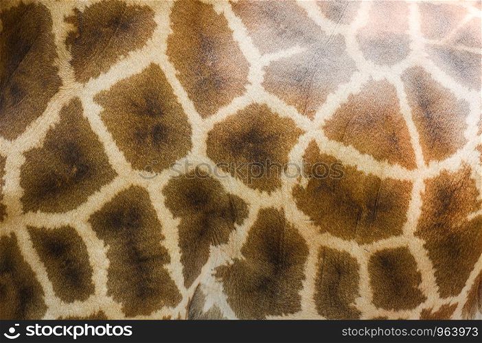 Close up of animal wildlife real giraffe skin texture background