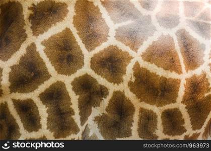 Close up of animal wildlife real giraffe skin texture background