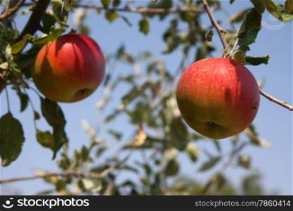 Close up of apple fruits on a branch