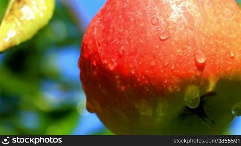 Close-up of apples on a branch. shot slider.