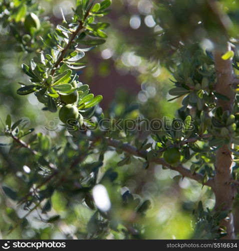 Close-up of Argan tree (Argania spinosa), Atlas Mountains, Morocco