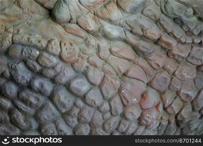 Close-up of artificial dinosaur hide