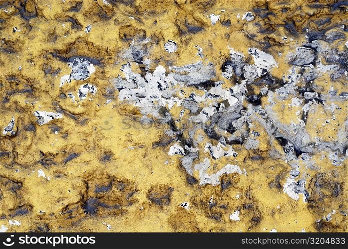 Close-up of ash on a muddy surface