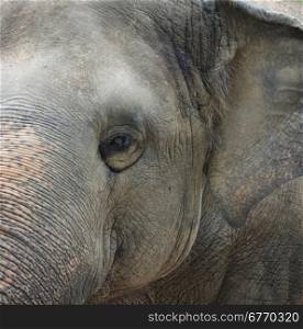 close up of asian elephant