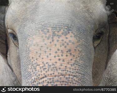 close up of asian elephant