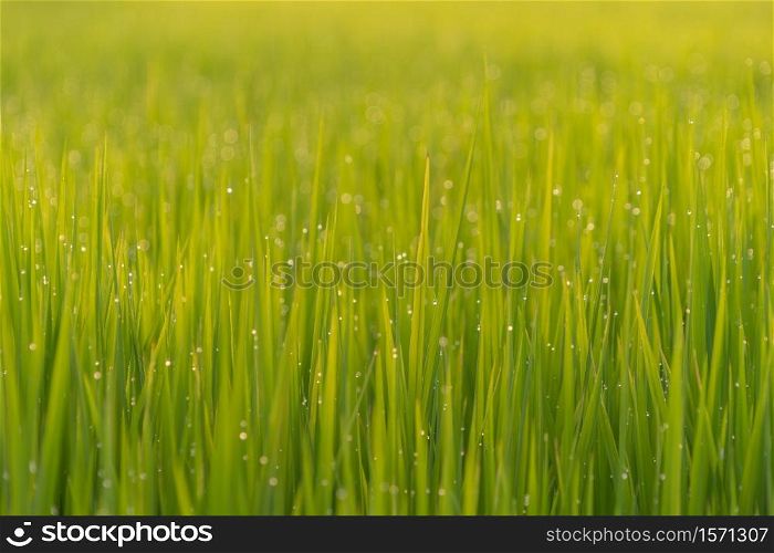 Close up of Asian paddy rice with water drop in green agricultural fields with plants waiting to be harvest in countryside or rural area in Asia. Nature landscape background.