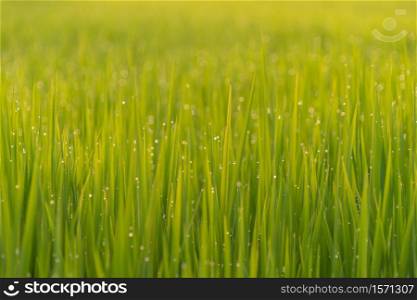 Close up of Asian paddy rice with water drop in green agricultural fields with plants waiting to be harvest in countryside or rural area in Asia. Nature landscape background.