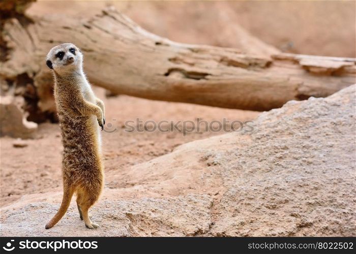 Close-up of attentive suricate standing on rock. Sandy background