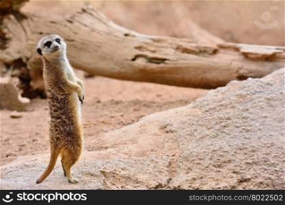 Close-up of attentive suricate standing on rock. Sandy background