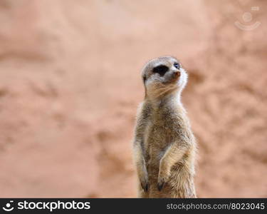 Close-up of attentive suricate standing on rock. Sandy background