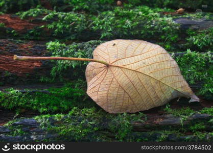 Close up of autumn leaf on log in forest
