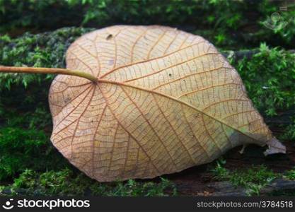 Close up of autumn leaf on log in forest