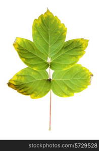 Close-up of autumn leaf on white