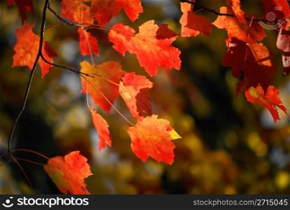 Close-up of Autumn Leaves on Tree