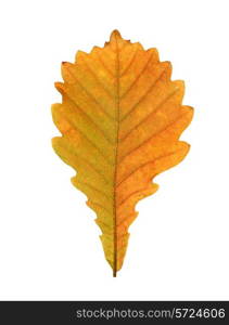 Close-up of autumn oak leaf on white