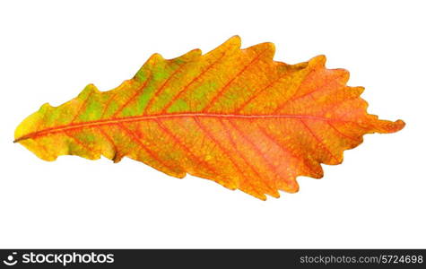 Close-up of autumn oak leaf on white