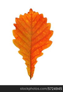 Close-up of autumn oak leaf on white