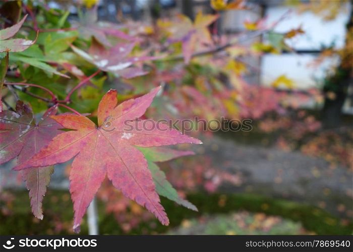 Close up of autumn red maple leaves. Autumn red maple leaves