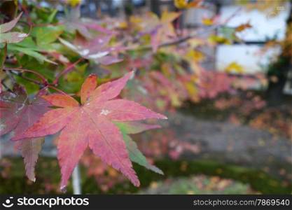 Close up of autumn red maple leaves. Autumn red maple leaves
