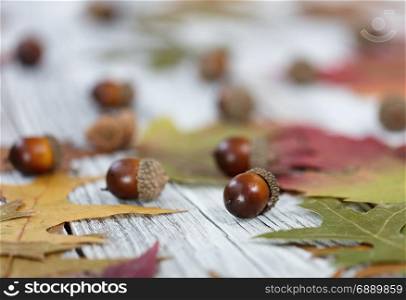 Close up of Autumn seasonal foliage and acorns for seasonal holidays on white rustic wooden boards
