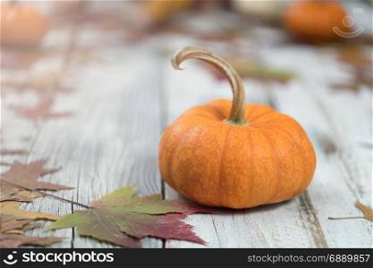 Close up of Autumn seasonal foliage and pumpkins for seasonal holidays on white rustic wooden boards