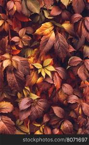 Close up of Autumn Virginia Creeper leaves, Macro of Autumn Wild Grape leaves, Colorful Leaves Of Creeper Plant As Fall Season Halloween Background