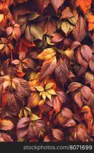 Close up of Autumn Virginia Creeper leaves, Macro of Autumn Wild Grape leaves, Colorful Leaves Of Creeper Plant As Fall Season Halloween Background