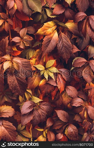 Close up of Autumn Virginia Creeper leaves, Macro of Autumn Wild Grape leaves, Colorful Leaves Of Creeper Plant As Fall Season Halloween Background