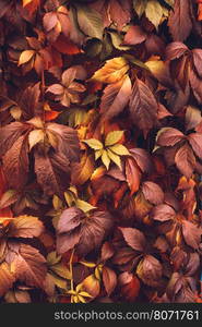 Close up of Autumn Virginia Creeper leaves, Macro of Autumn Wild Grape leaves, Colorful Leaves Of Creeper Plant As Fall Season Halloween Background