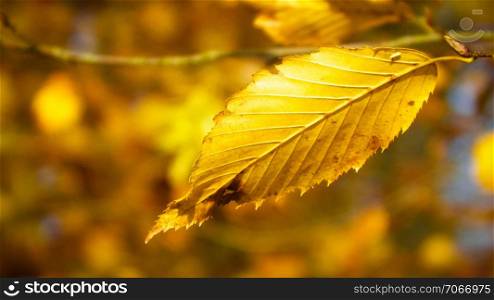 Close up of autumnal leaves. Gold, autumnal colors of nature as background.. Close up of autumnal leaves. Nature background.