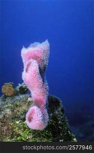 Close-up of Azure Vase Sponge (Callyspongia plicifera) underwater, Cayman Islands, West Indies