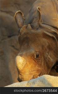 close up of baby rhino