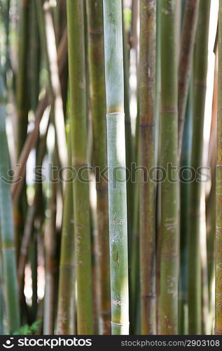 Close-up of bamboo growing at Universal Studios, Orlando, Florida, USA