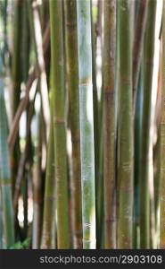 Close-up of bamboo growing at Universal Studios, Orlando, Florida, USA