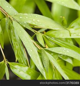 Close-up of bamboo leaves with water droplets on them.