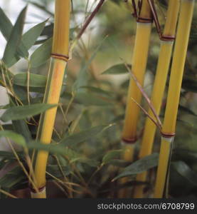 Close-up of bamboo plants