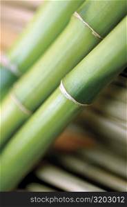 Close-up of bamboo shoot