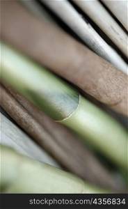 Close-up of bamboo shoots