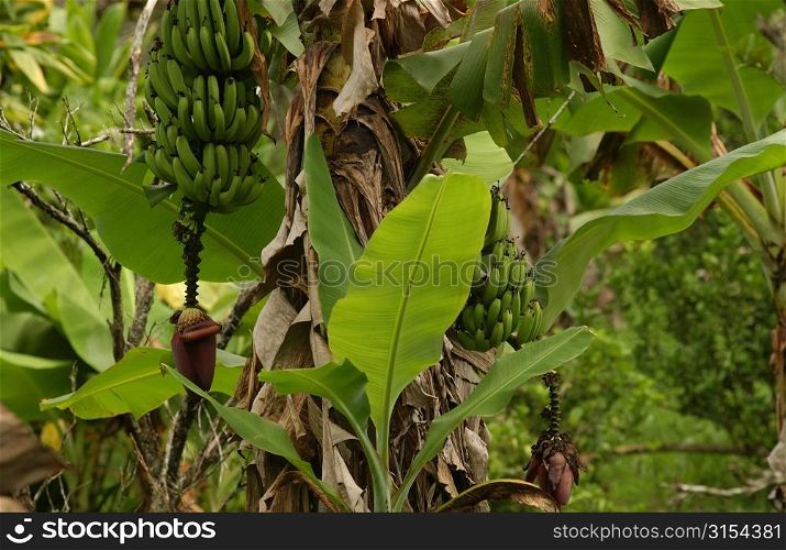 Close-up of banana trees, Moorea, Tahiti, French Polynesia, South Pacific